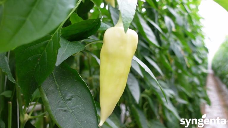 Újdonság a hajtatott paprika és paradicsom védelmére