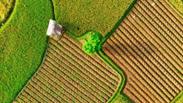 Syngenta technológia kultúránként