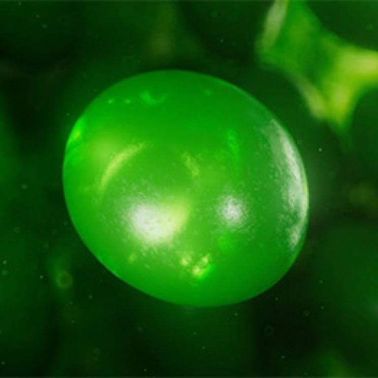 Quantis biostimulátor
