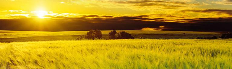 Syngenta növényvédelem