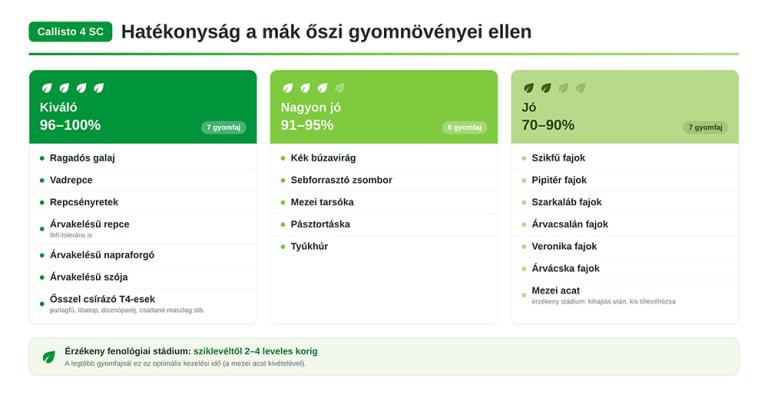 Zöld és fehér infografika a gümőkór elleni hatékony gyógyszerekről és kezelésekről