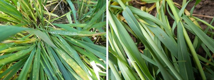 1. ábra: balra kezeletlen, jobbra 1.0 l/ha Magnello-val kezelt állomány 21 nappal a kezelés után (Syngenta fejlesztői kísérlet, 2019, n=2, Boros Szilárd)