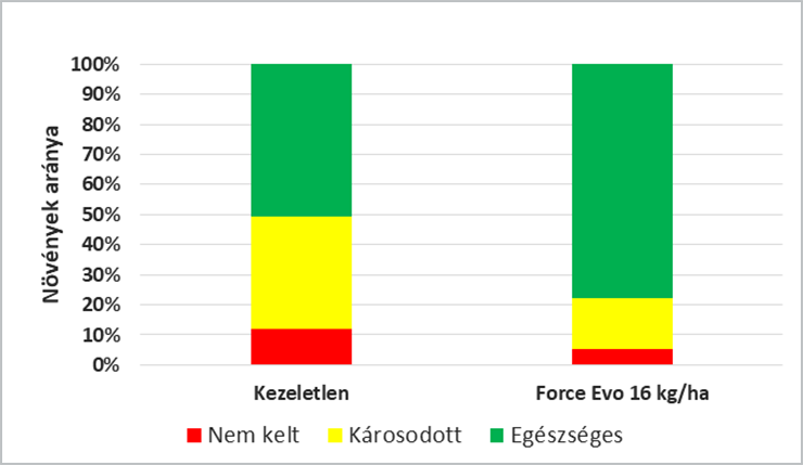 1. ábra:Force Evo hatása drótféreggel fertőzött területen Mosonszolnok 2019