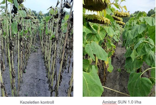 1. ábra: Amistar SUN hatékonysága 50 nappal a kezelést követően alternáriával erősen fertőzött állományban (forrás: Syngenta fejlesztői kísérletek, Komárom-Szőny, 2020, n=1, kezelés ideje: 2020.07.06. csillagbimbós állapot vége)