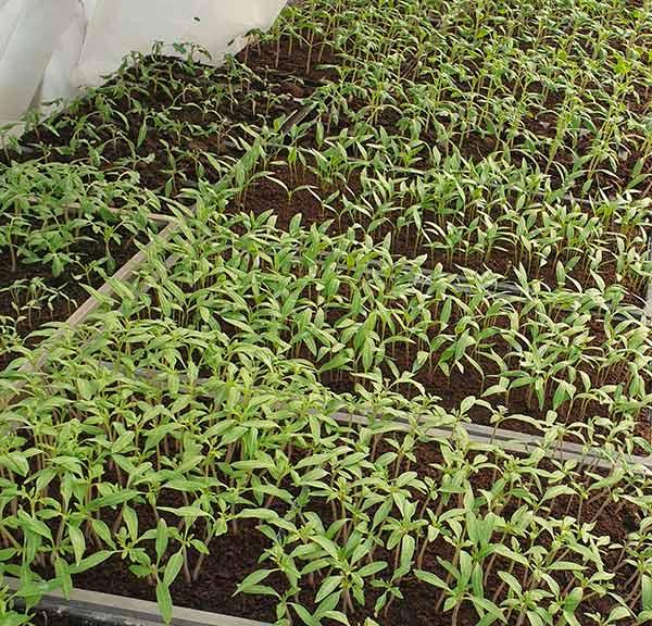 1. ábra Szaporító ládába vetett paprika