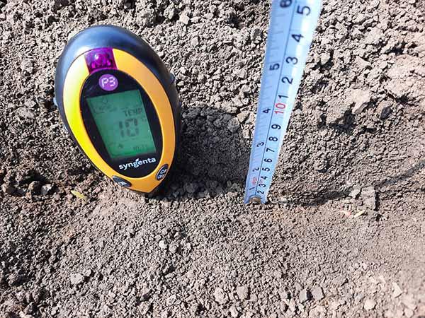 Bóly március 28-ai vetés, a gyökérzóna alatt 20 cm mélyégben 10°C, 2021. árilis 21-én
