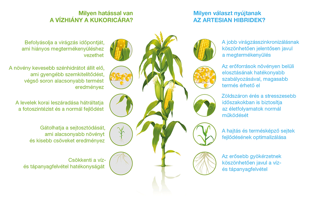 Milyen választ nyújtanak AZ ARTESIAN HIBRIDEK?