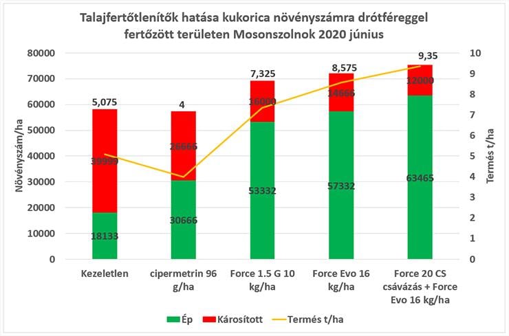 Talajfertőtlenítők hatása kukorica növényszámra drótféreggel fertőzött területen Mosonszolnok 2020 június