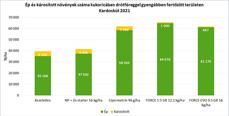 Ép és károsított növények száma kukoricában drótféreggel gyengébben fertőzött területen Kardoskút 2021