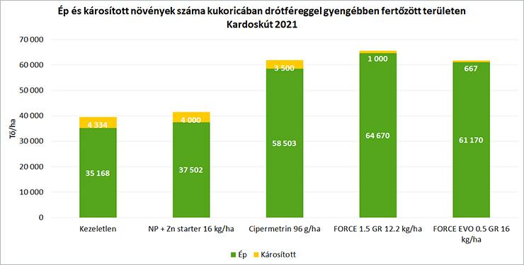 2. ábra Ép és károsított növények száma kukoricában drótféreggel gyengébben fertőzött területen Kardoskút 2021