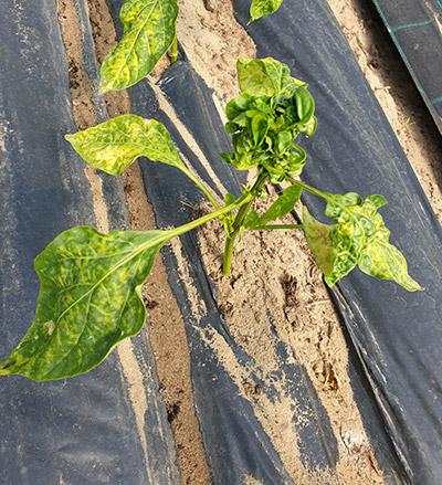 Súlyosan fertőzött paprika palánta