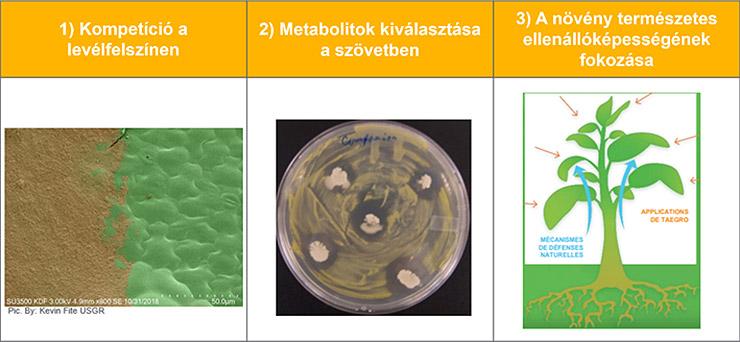 Syngenta kísérlet