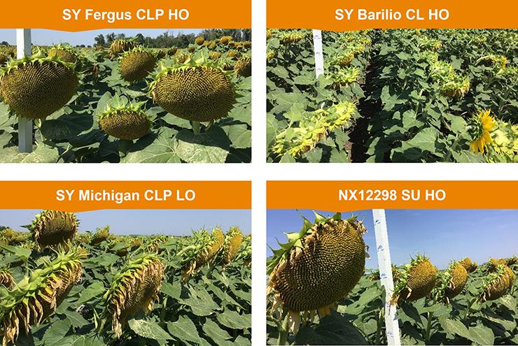 Syngenta napraforgó hibrid újdonságok
