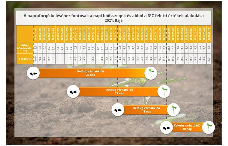 2. ábra: Vetésidőn alapuló kelés idő becslése a 2021. évi bajai időjárás példáján (Szeleczki Attila, fejlesztőmérnök Syngenta)