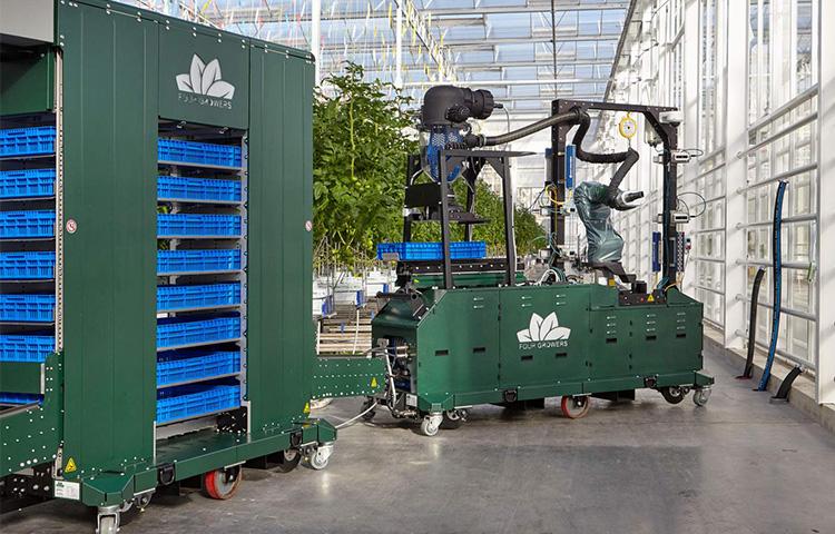 Digitalizáció, adatelemzés, robotika: így változik a paradicsomtermesztés a jövőben a Syngenta szerint