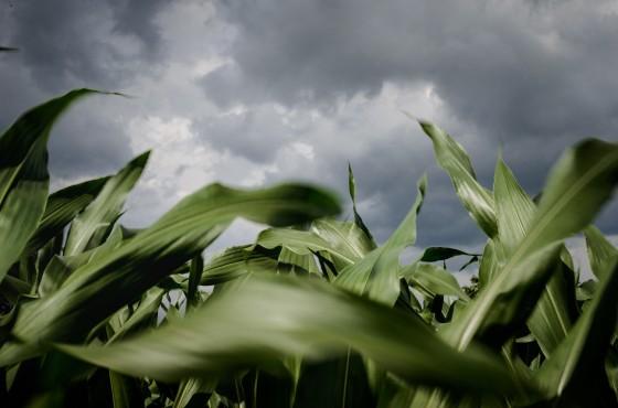 Syngenta | legjobb kukorica hibrid táblára szabva |