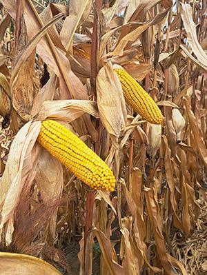 1.kép: SD3121 (FAO 360-380) 18 szemsorral (2023, Hajdúböszörmény)