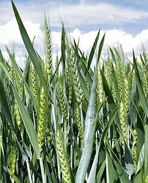 Falado - Syngenta kukorica hibrid vetőmag
