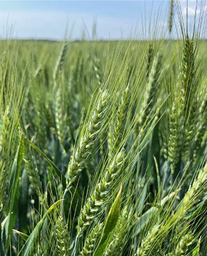 SY Exaltation - Syngenta kukorica hibrid vetőmag