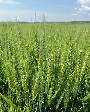 SY Passion - Syngenta kukorica hibrid vetőmag
