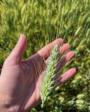 SY Rocinante - Syngenta kukorica hibrid vetőmag