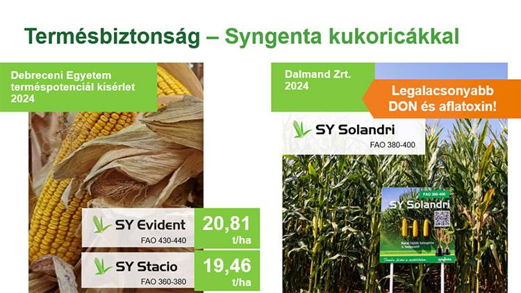 A Syngenta kukoricák 2024-ben is kimagaslóan teljesítettek