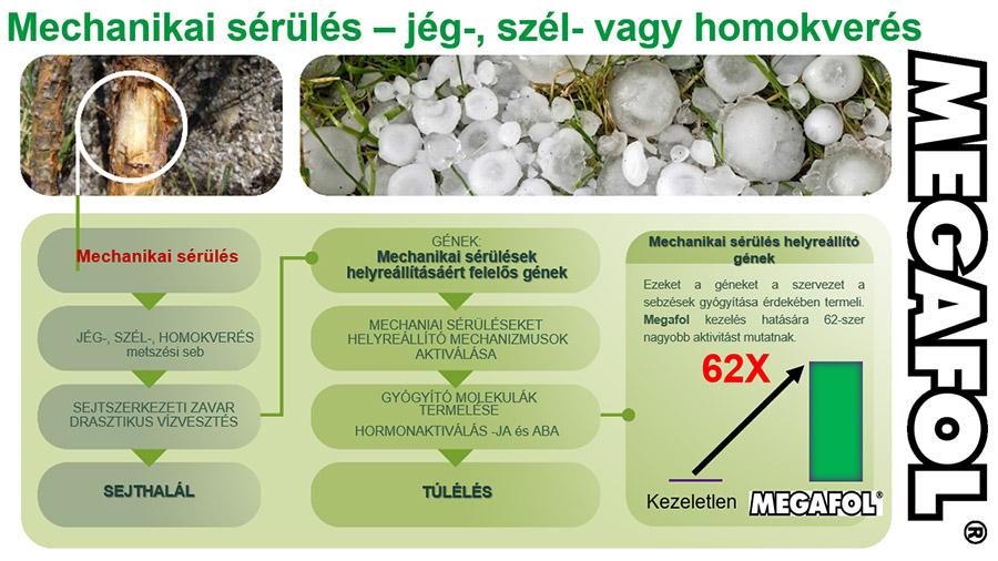 6. ábra: A Mechanikai sérülések helyreállításának növényélettani háttere