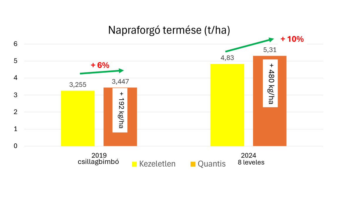 4. ábra. A napraforgó termése a szárazságstressz előtt történő Quantis, 2 l/ha kezelés hatására Syngenta fejlesztői kísérletekben