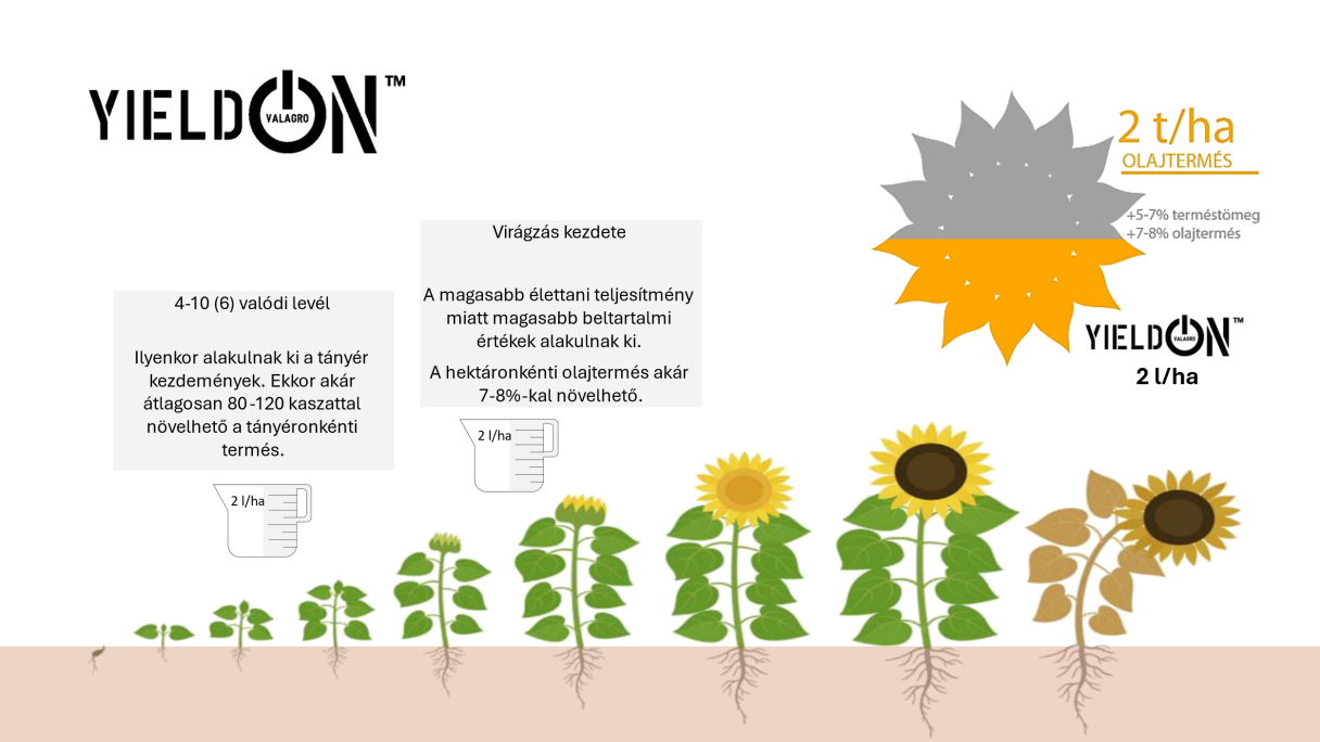 2. ábra. A YieldON biostimulátor technológiai ajánlata napraforgó kultúrában