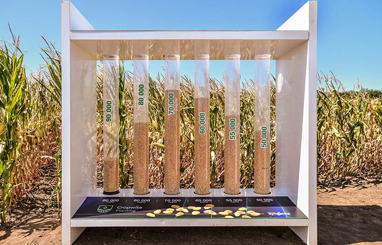 Új kihívások, innovatív válaszok a napraforgó és kukorica termesztésében - Syngenta crop-Ex 2025 rendezvény