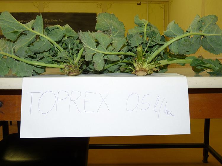 A Toprexxel kezelt tőlevélrózsás egyedeken jól látható a gyökérnyak megvastagodása (fotó: Boros Szilárd, 2019)