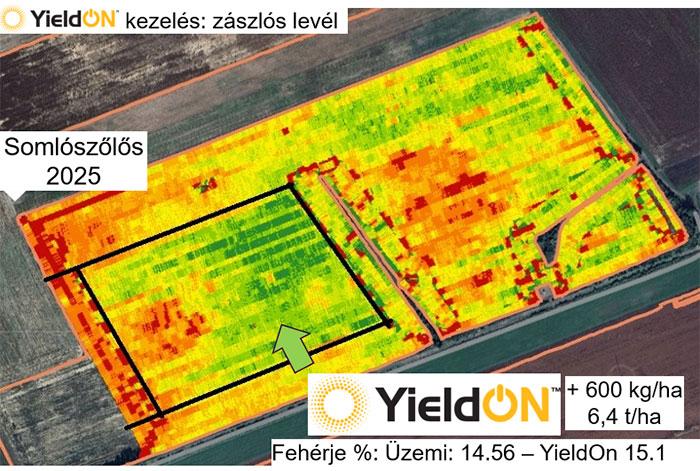 Syngenta üzemi biostimulátor vizsgálat őszi búzában, 2025, Somlószőlős
