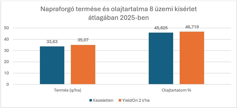 Napraforgó termése és olajtartalma 8 üzemi kísérlet átlagában 2025-ben