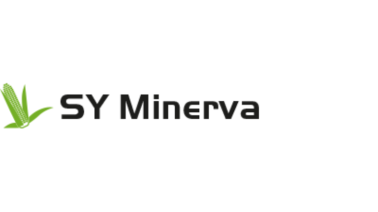 SY Minerva kukorica vetőmag