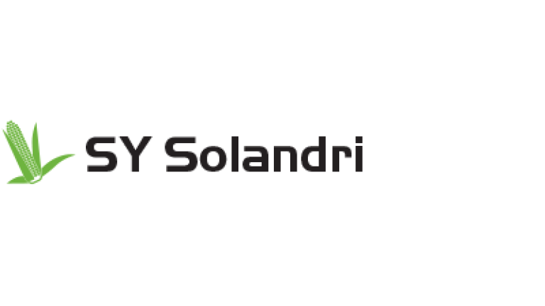 SY Solandri kukorica hibrid vetőmag