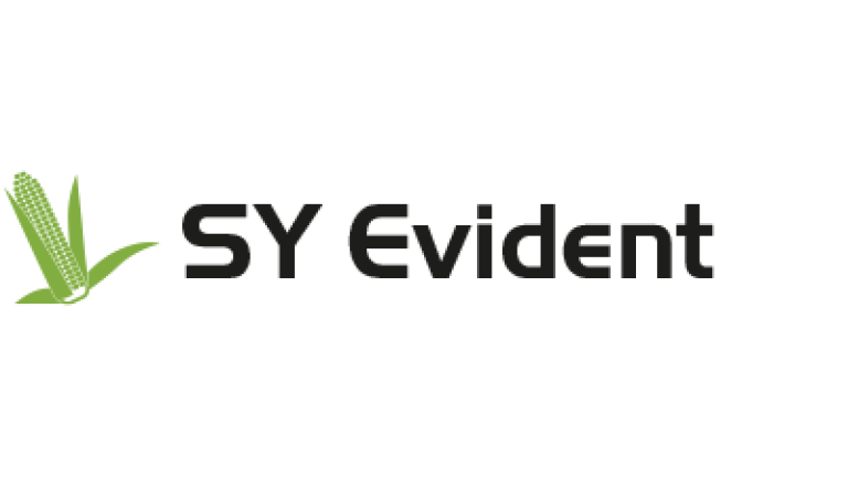 SY Evident kukorica hibrid vetőmag