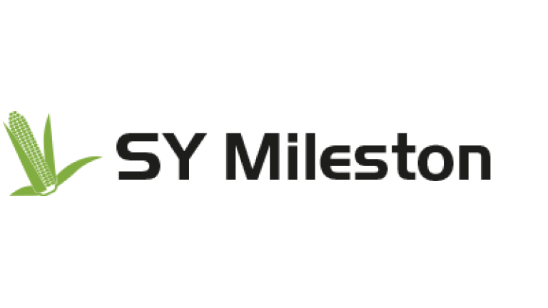 SY Mileston kukorica hibrid vetőmag